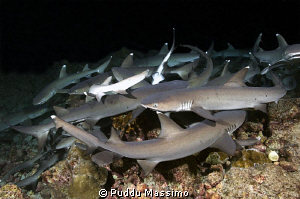 white tip sharks hunting in night dive,nikon d2x 17-35 mm. by Puddu Massimo 